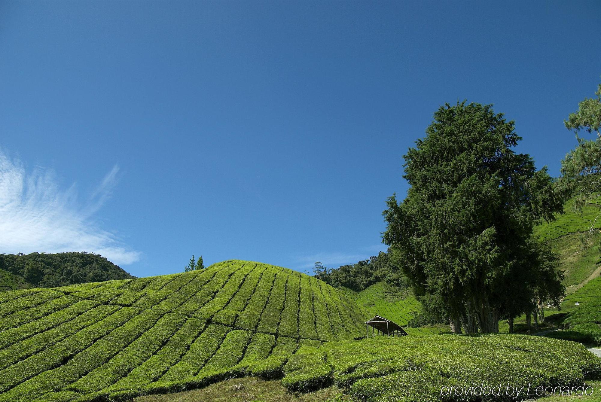 Cameron Highlands Resort - Small Luxury Hotels Of The World ภายนอก รูปภาพ Tea plantation in Cameron Highlands, Malaysia