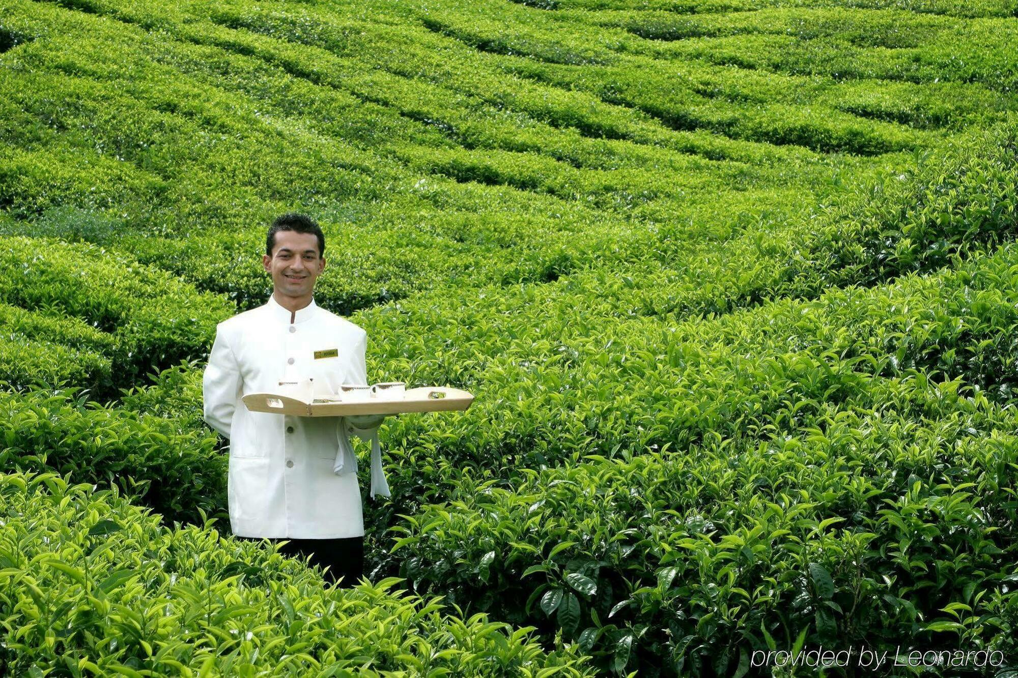 Cameron Highlands Resort - Small Luxury Hotels Of The World ภายนอก รูปภาพ Tea plantation in Taiwan